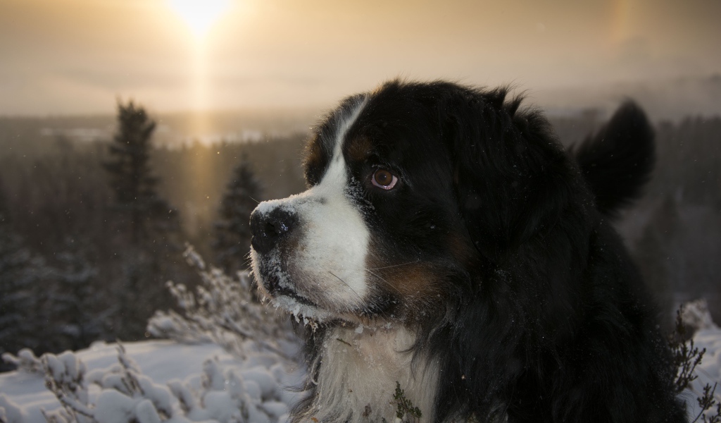 Бернский зенненхунд в заснеженном лесу на закате 