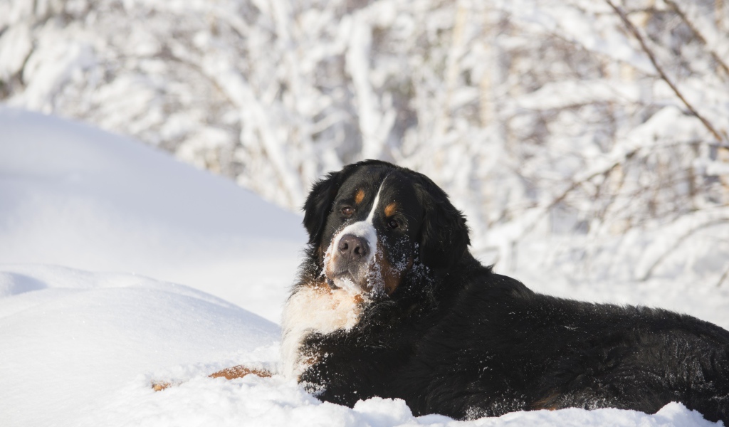Бернский зенненхунд лежит на холодном снегу 