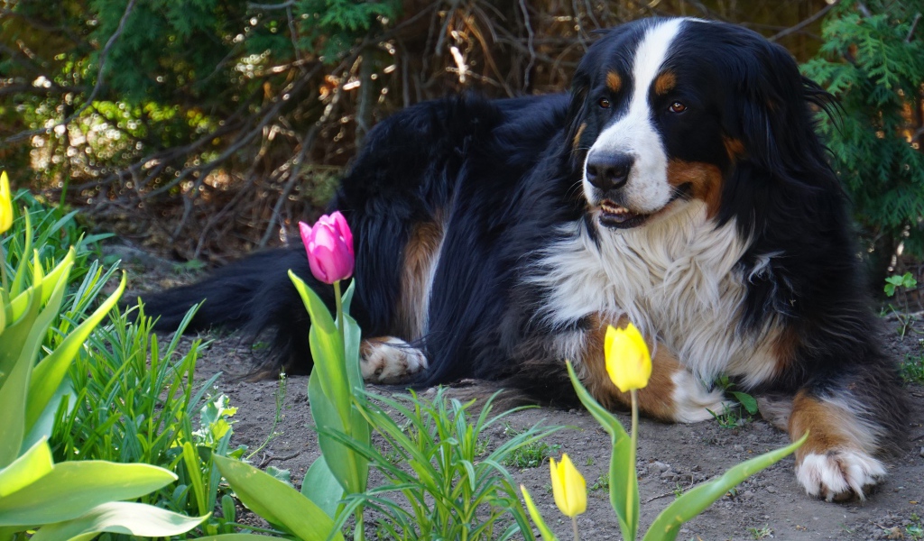 Бернский зенненхунд лежит на земле с тюльпанами
