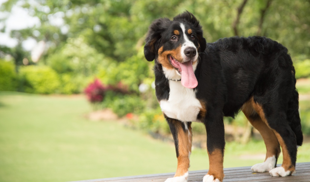 Щенок породы Бернский зенненхунд  с высунутым языком