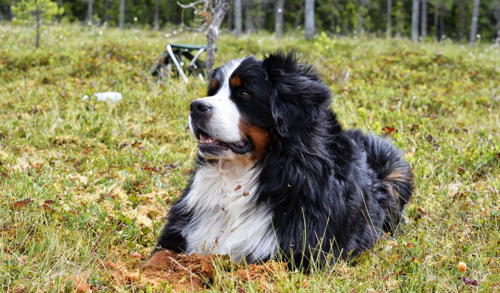 Бернский зенненхунд отдыхает на зеленой траве 