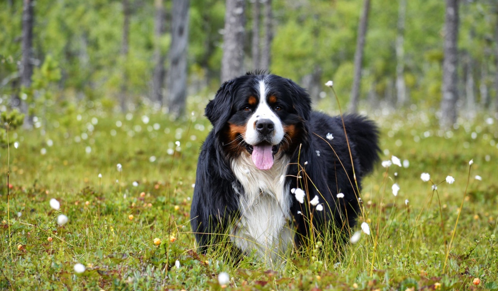 Бернский зенненхунд с высунутым языком на зеленой траве