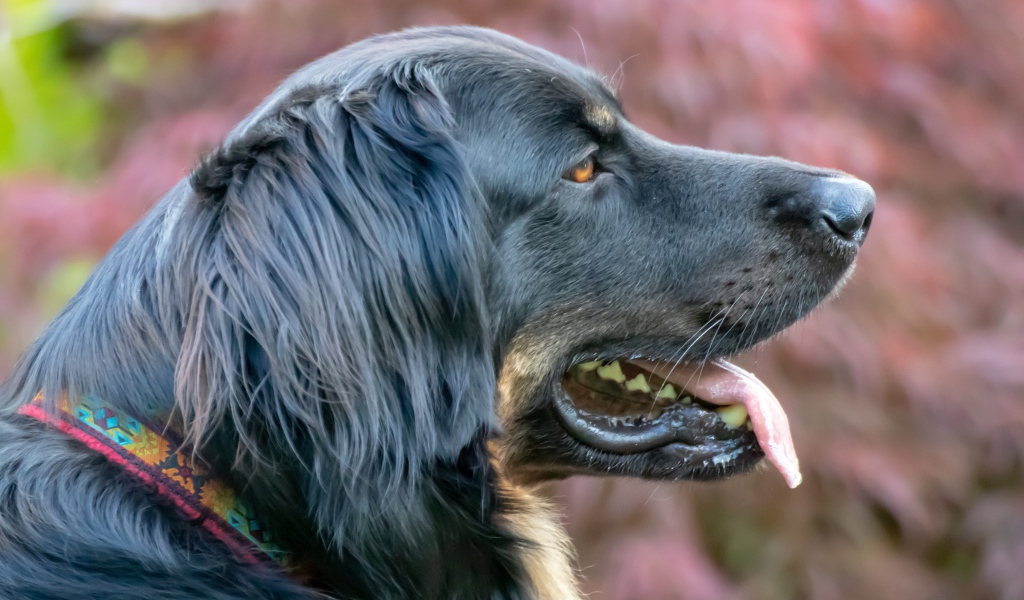 Большая черная собака с высунутым языком