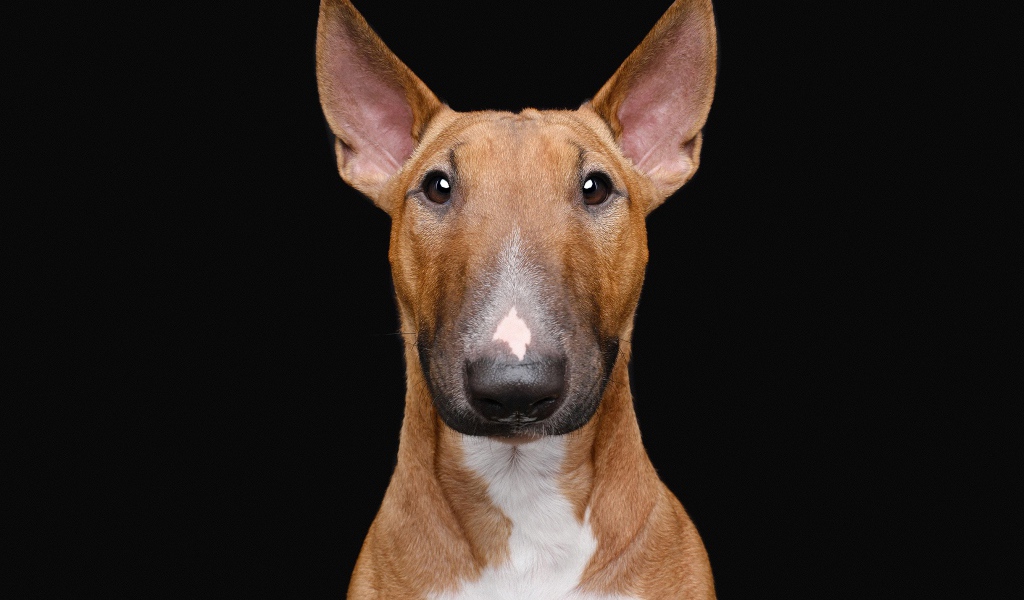 Большой бультерьер на черном фоне крупным планом