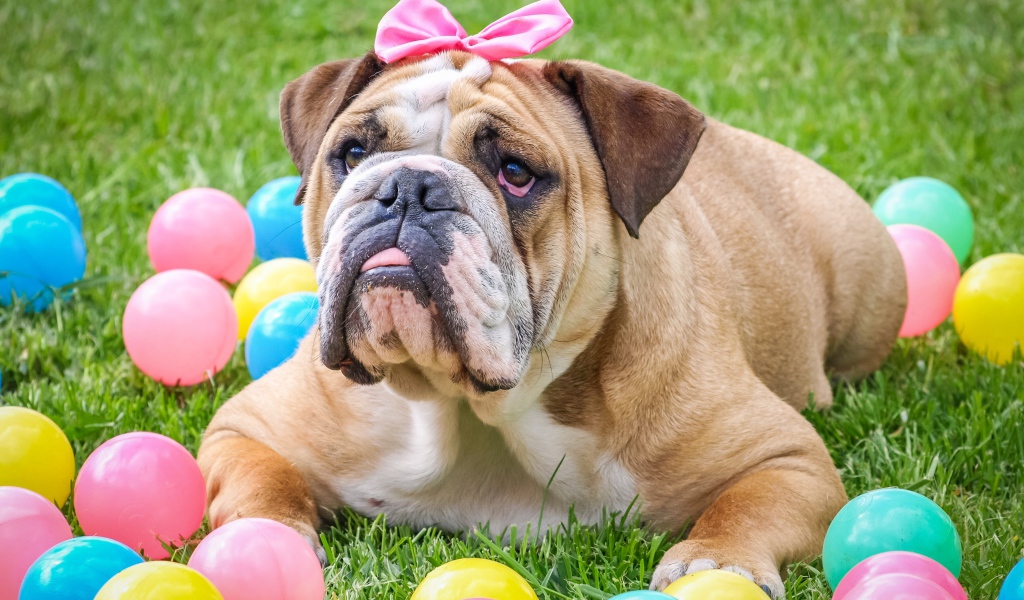 Большой бульдог с бантиком лежит на траве с шариками