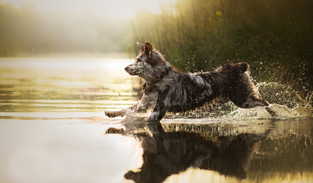Большая собака бежит по воде 