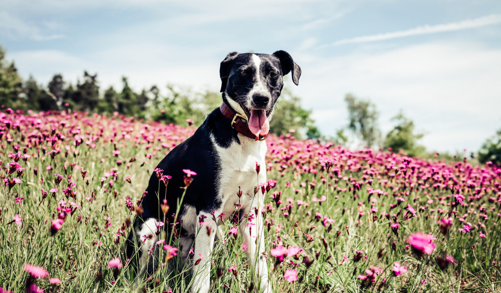 Черно - белая собака с высунутым языком на поле с розовыми цветами