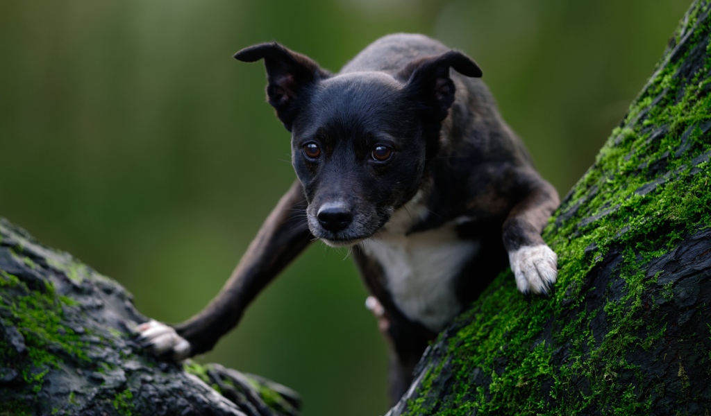 Черный пес залазит на дерево покрытое мхом