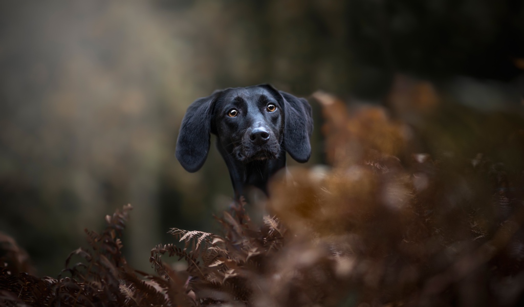 Черный пес прячется в листьях 