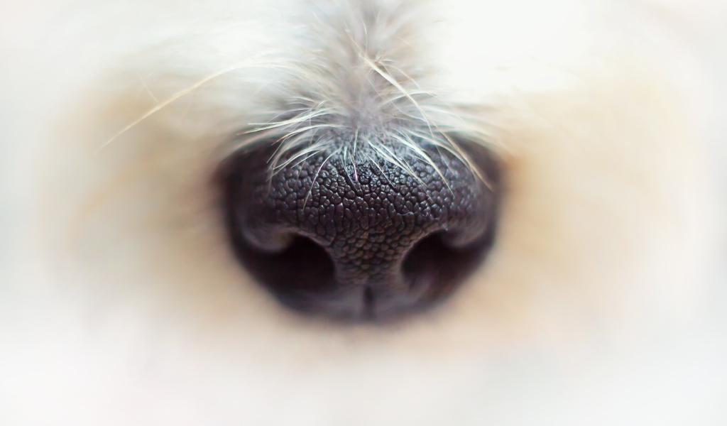 Черный нос собаки крупным планом