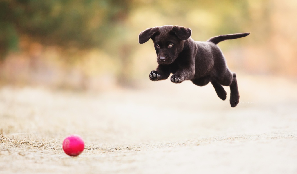 Черный забавный щенок играет с мячом