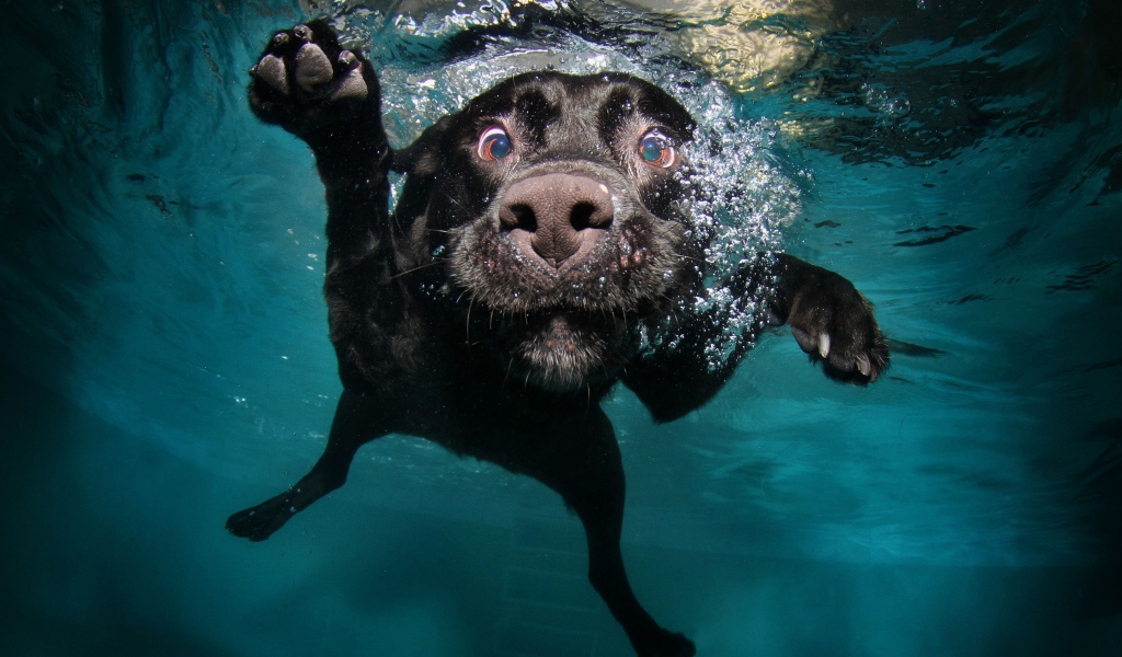 Черный золотистый ретривер плавает в воде 