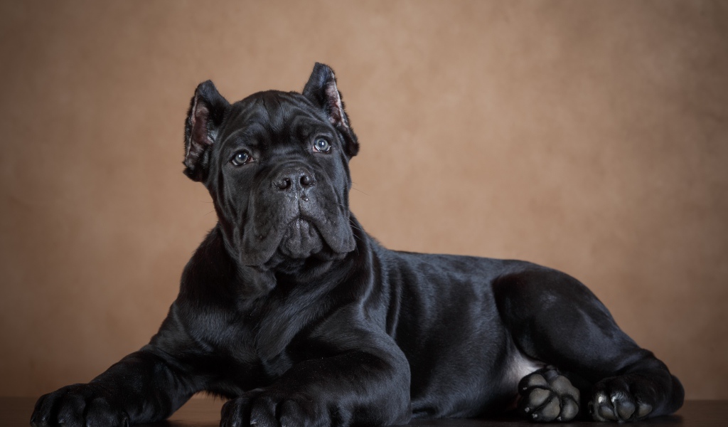 Черный щенок породы кане корсо 