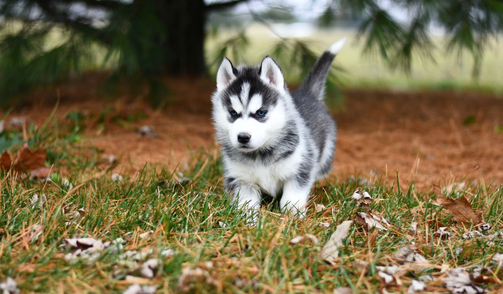 Голубоглазый щенок хаски бежит по зеленой траве