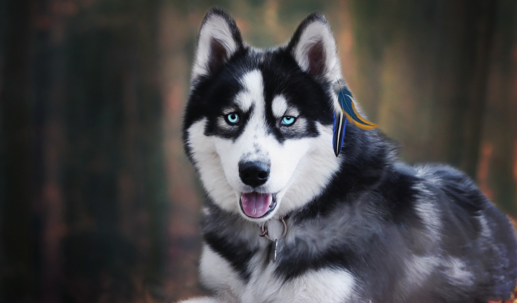 Голубоглазый хаски с высунутым языком