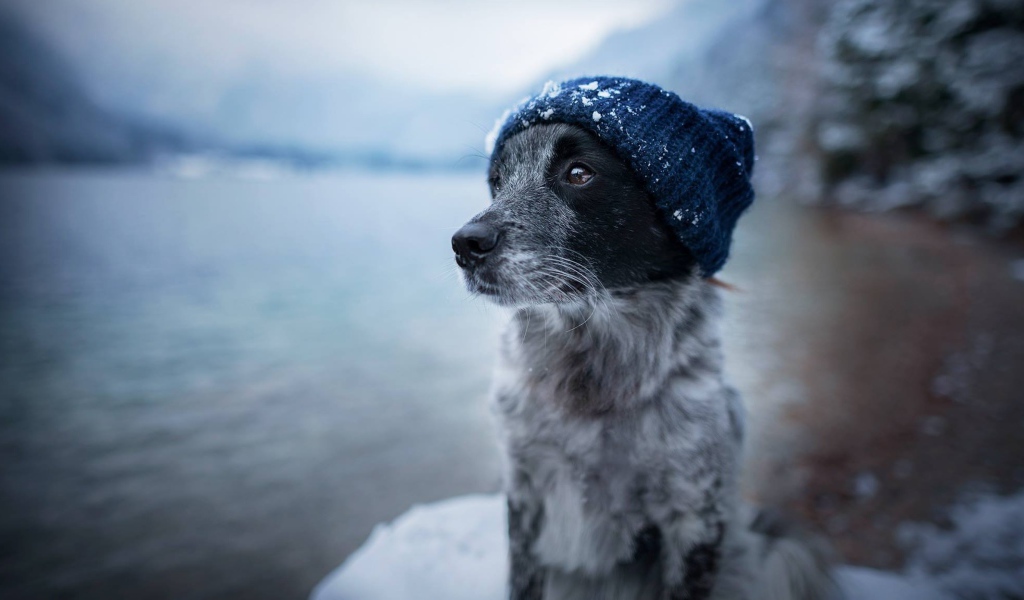 Собака породы бордер колли в теплой шапке 