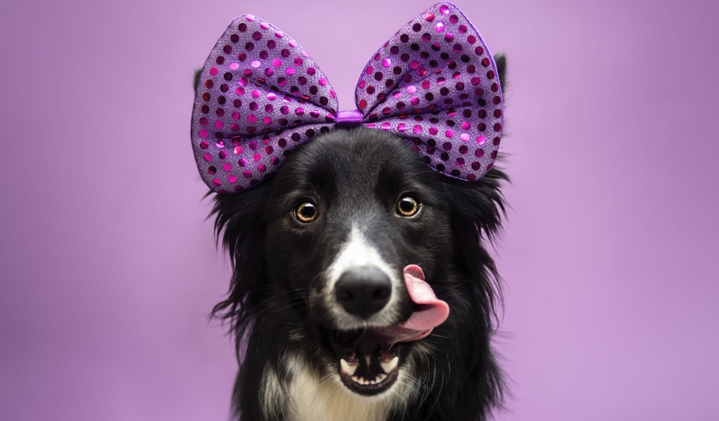 Собака Бордер-Колли с бантом на голове с высунутым языком