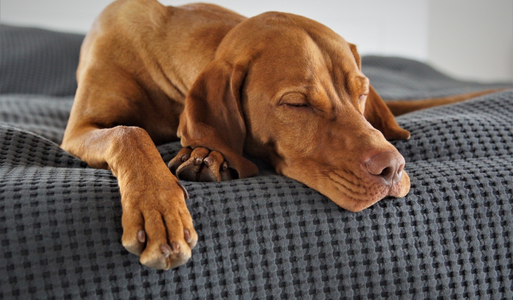 Коричневый пес спит на кровати 