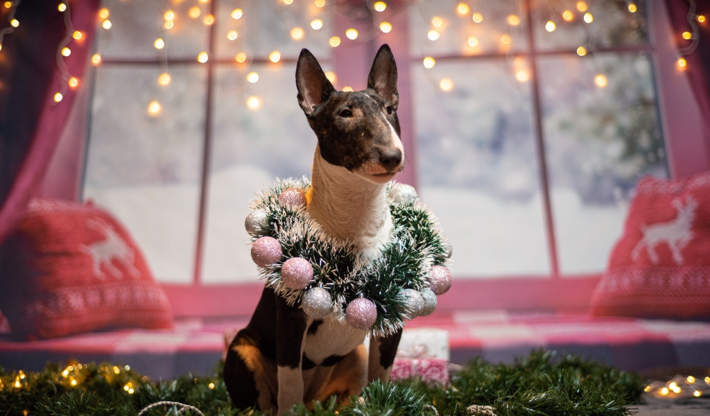 Бультерьер с рождественским венком у окна