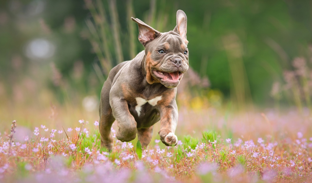 Бульдог бежит по полю с розовыми цветами