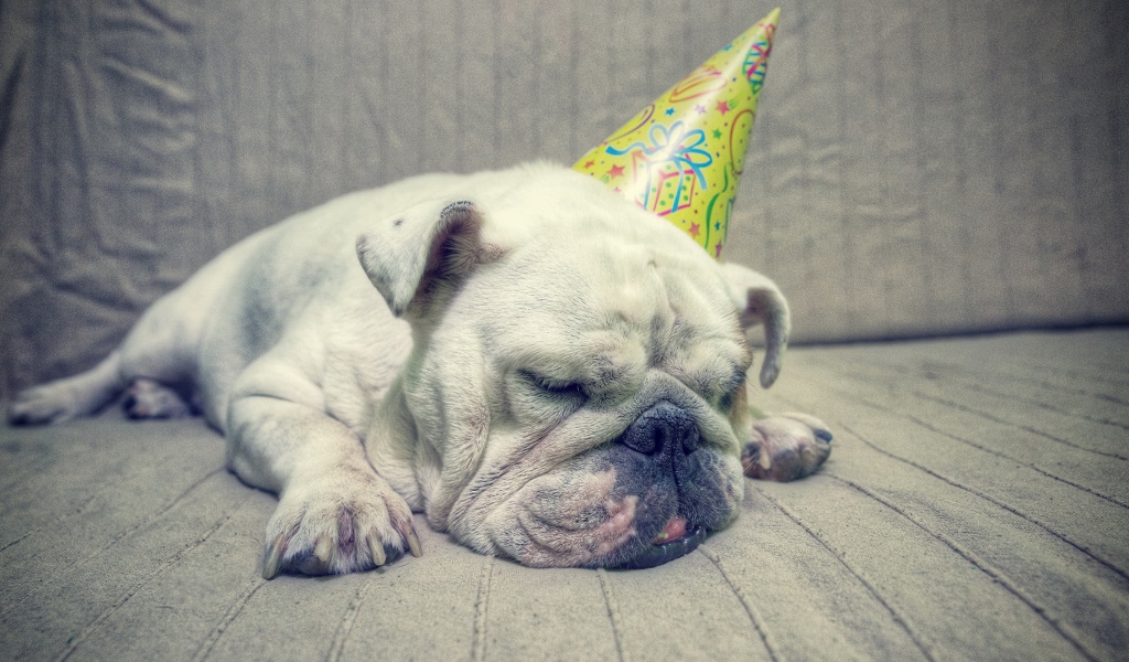 Бульдог спит в праздничном колпаке