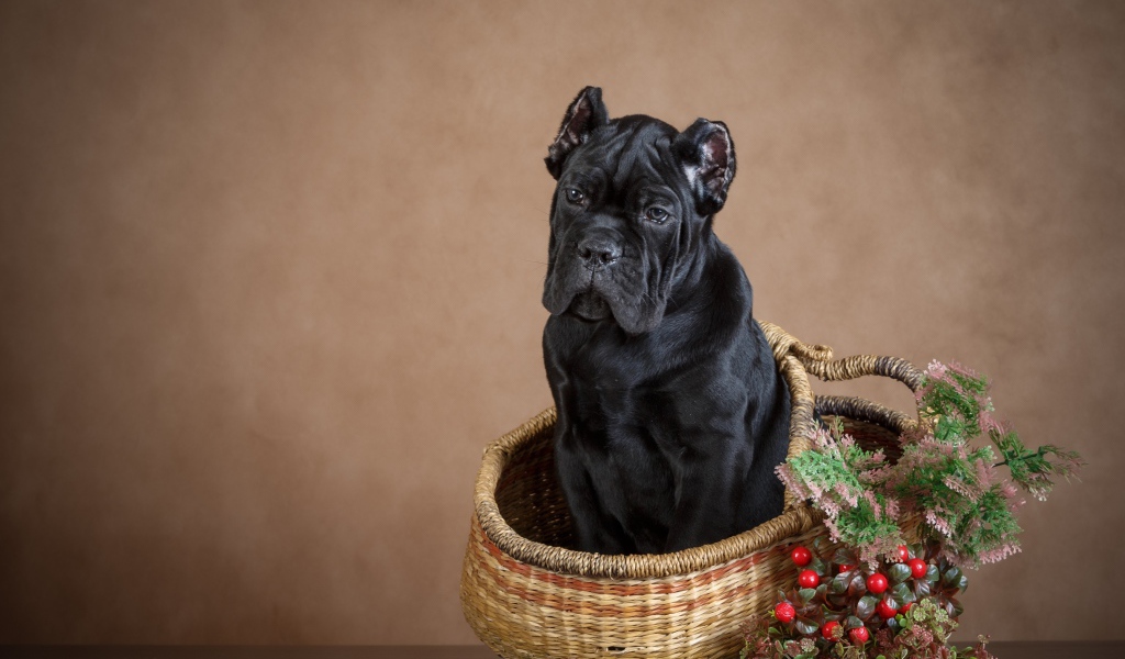 Щенок кане корсо сидит в корзине на коричневом фоне