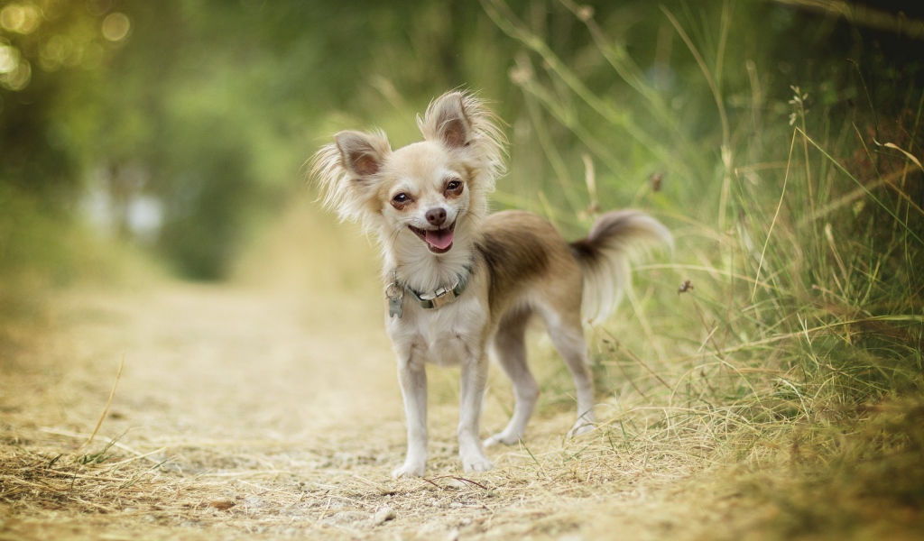 Веселая собака породы чихуахуа на дороге