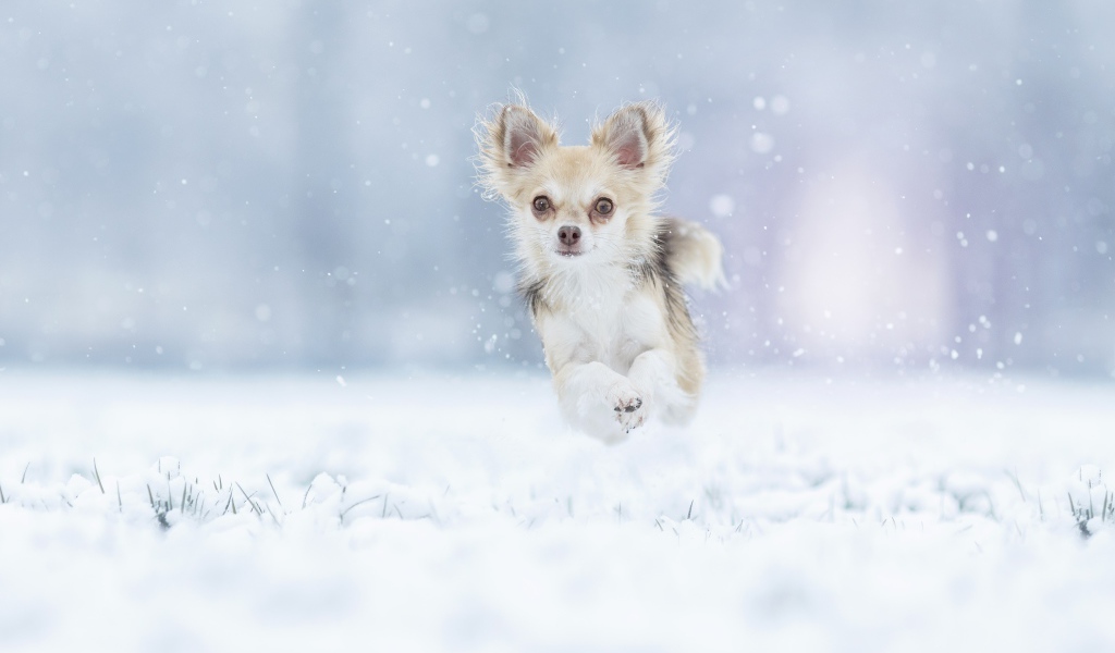 Собака породы чихуахуа бежит по заснеженной земле 