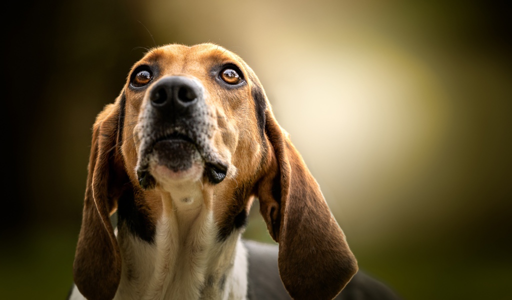 Умный пес породы бигль смотрит на хозяина