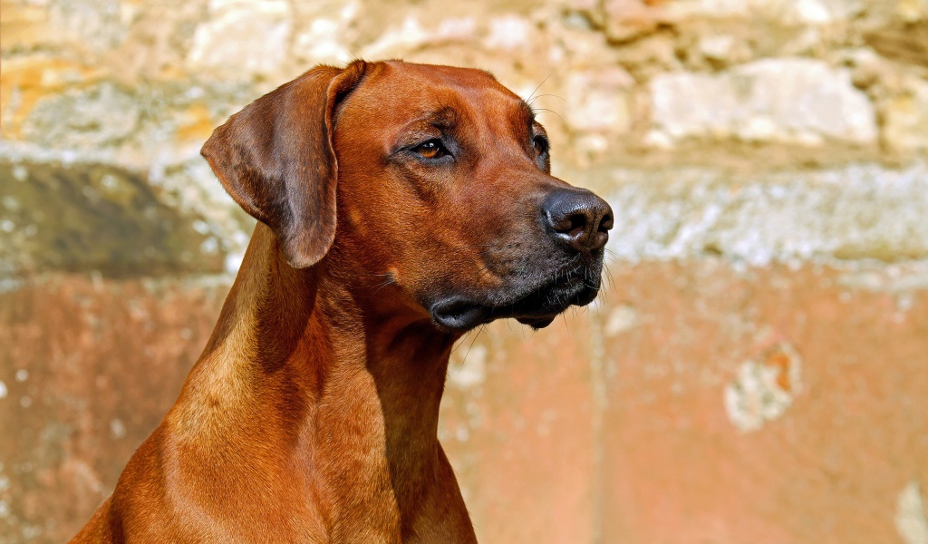 Умный пес породы Родезийский риджбек 