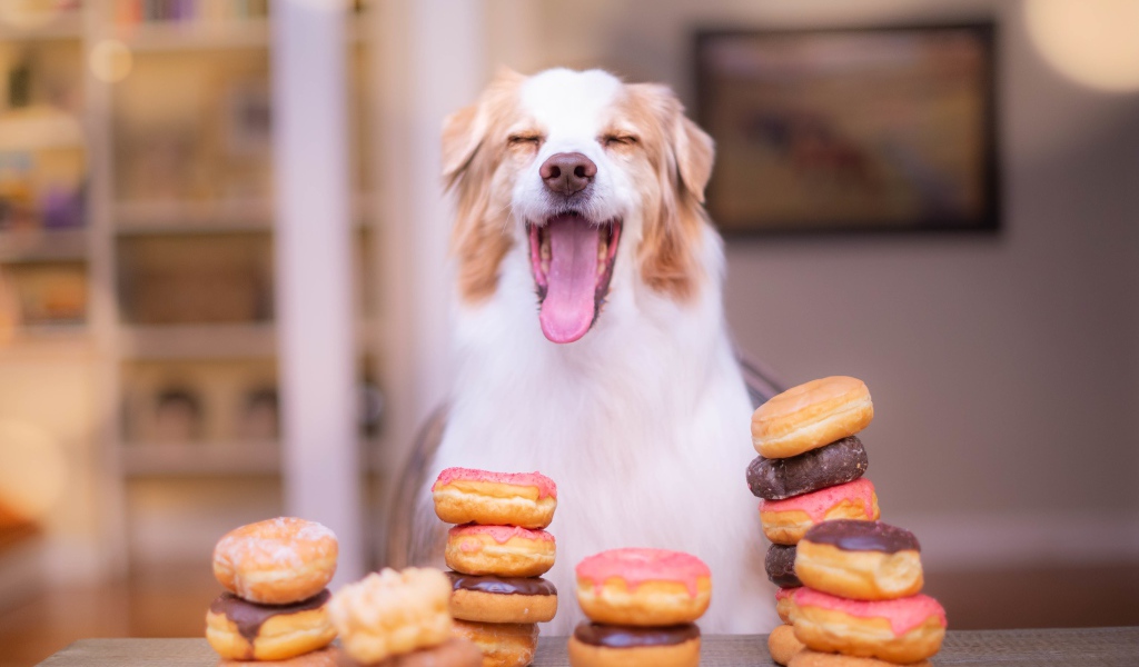Довольный пес с высунутым языком с пончиками