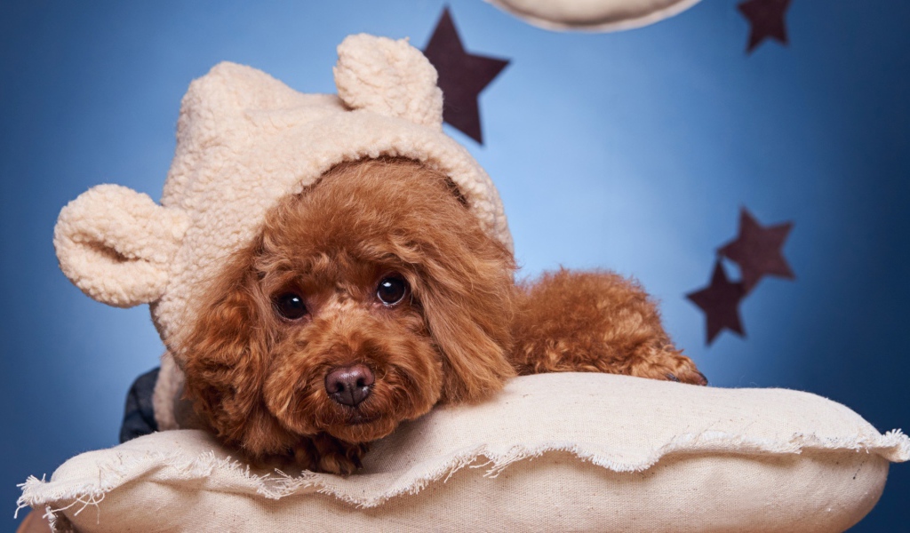 Милый коричневый пудель в костюме готовится ко сну