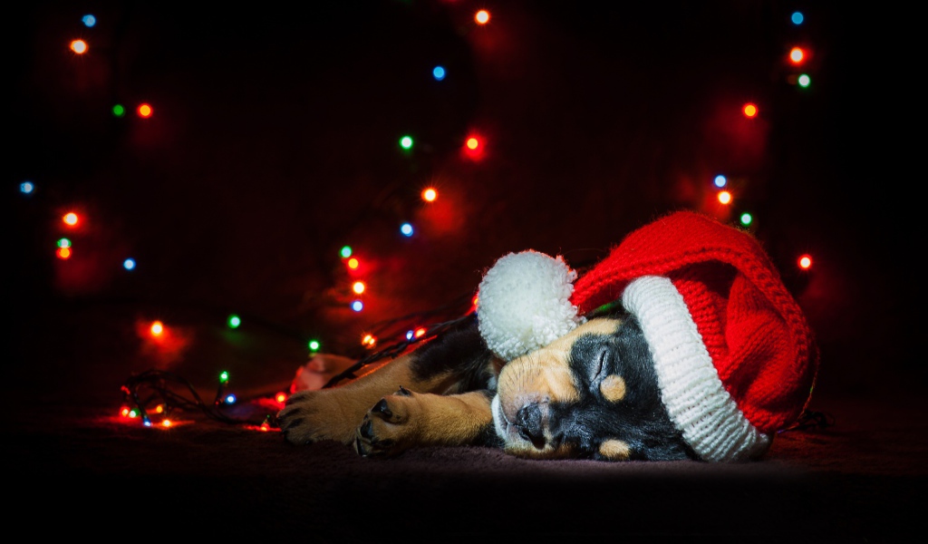 Милый спящий щенок в новогодней шапке 