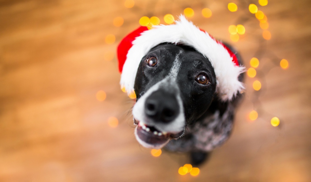 Морда пса в новогодней шапке