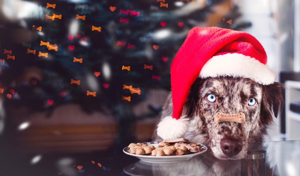 Собака в красной новогодней шапке с печеньем 