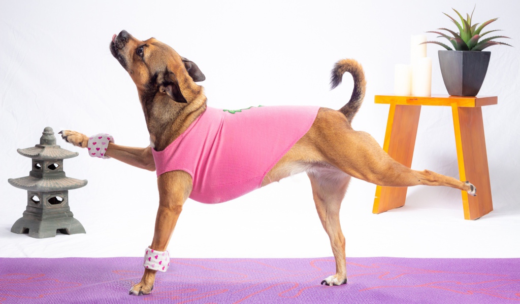 Собака в костюме занимается фитнесом 