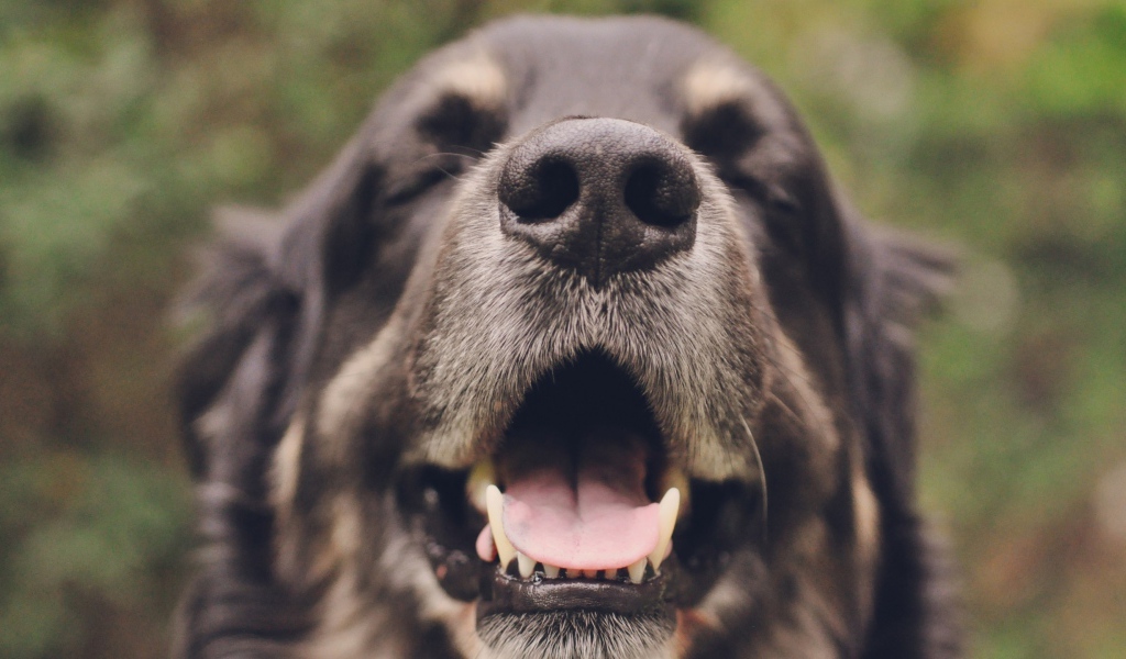 Собака с закрытыми глазами открыла пасть 