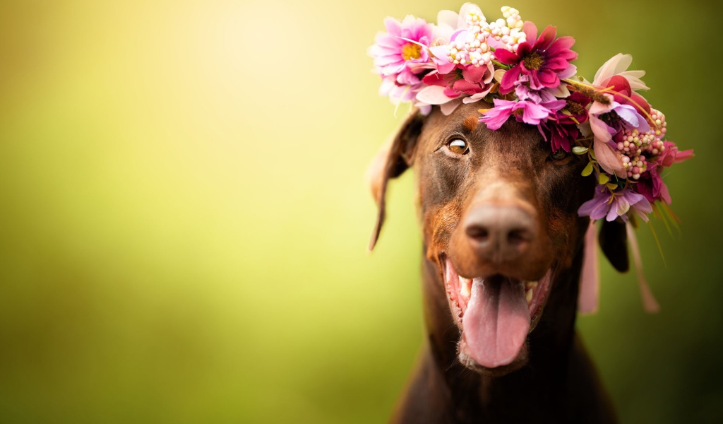 Собака с открытой пастью с венком на голове 