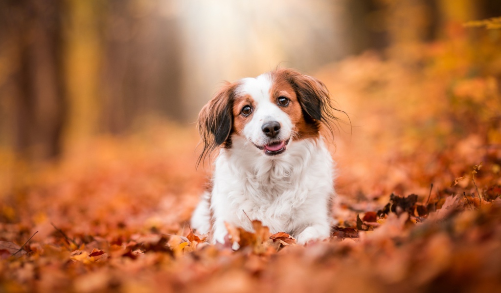 Собака с высунутым языком сидит на сухих листьях 