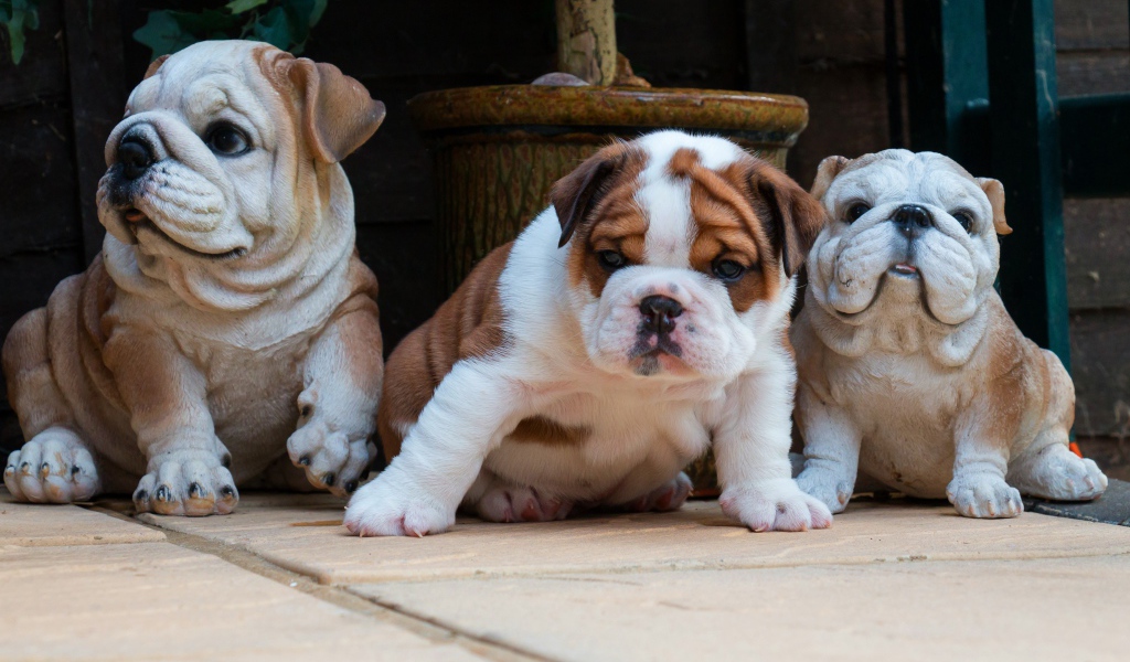 Щенок английского бульдога с садовыми фигурами