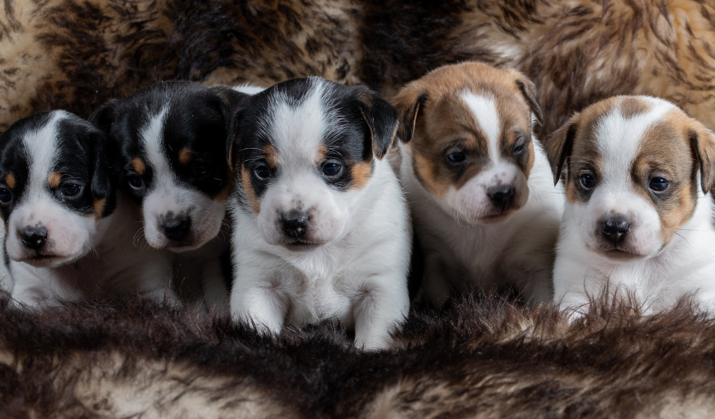 Пять маленьких щенят сидят на шубе 