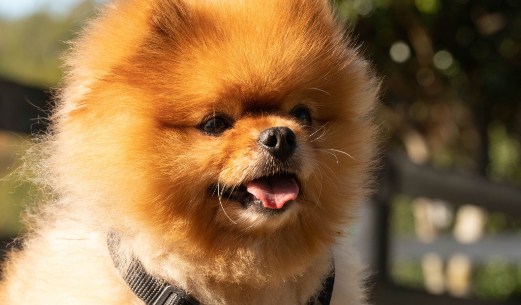Пушистый померанский шпиц с высунутым языком