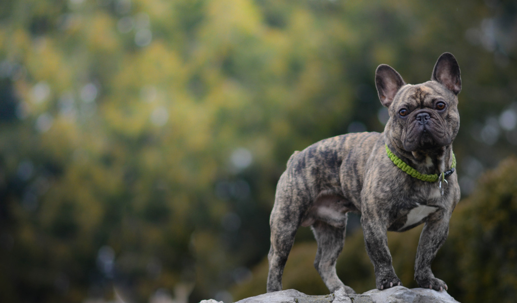 Французский бульдог стоит на камне