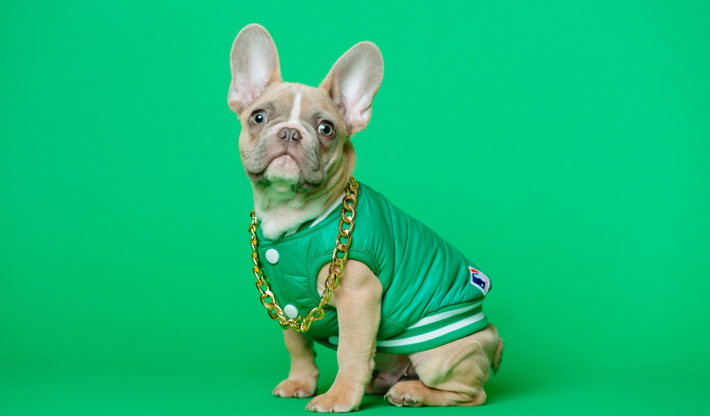 Французский бульдог в костюме с золотой цепью на зеленом фоне
