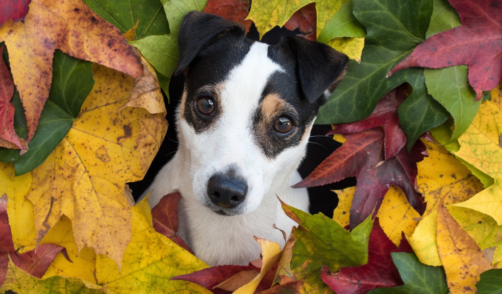 Смешной Джек Рассел Терьер в разноцветных осенних листьях 
