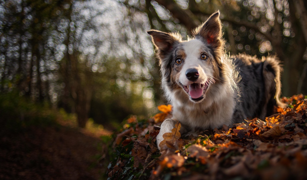 Забавная собака породы Бордер-Колли