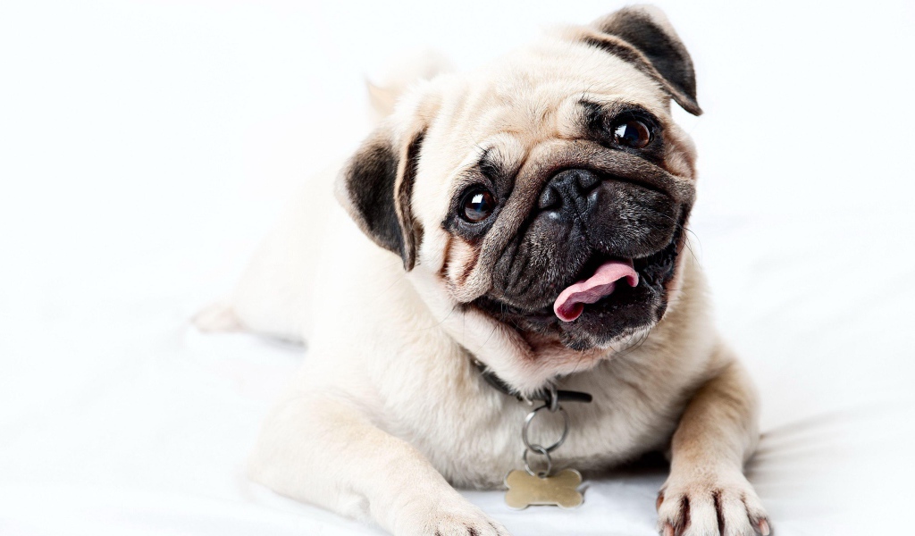 Забавный мопс с высунутым языком на белом фоне 