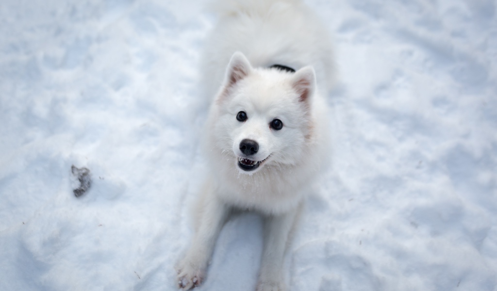 Забавная белая собака играет на снегу 
