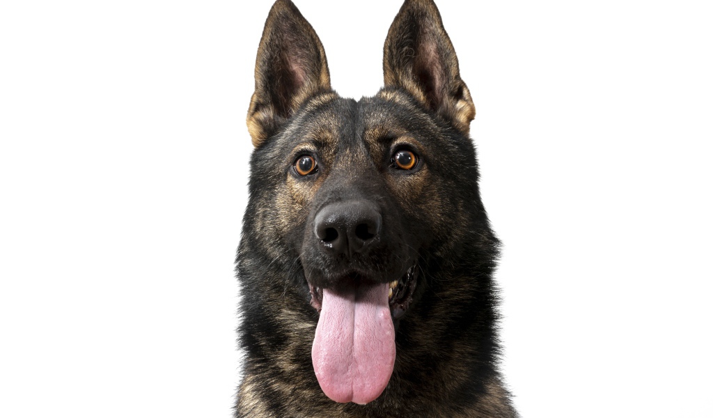 Немецкая овчарка  с высунутым языком