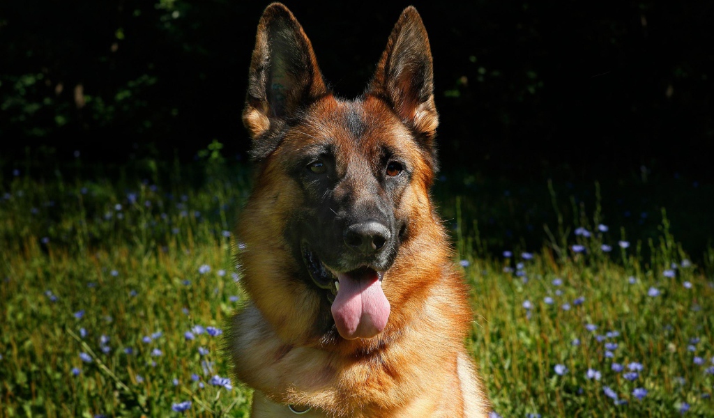 Немецкая овчарка с высунутым языком на зеленой траве